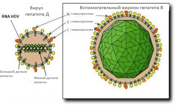 Вирус гепатита D