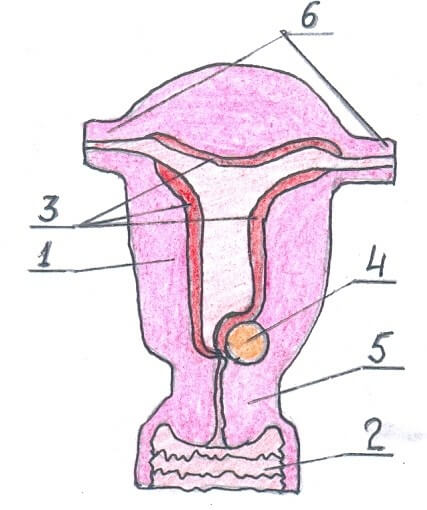 Предшеечная миома тела матки фото