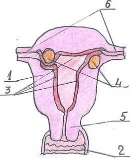 Расположение миоматозных узлов возле маточных труб фото