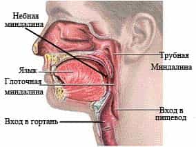 Тонзиллит хронический