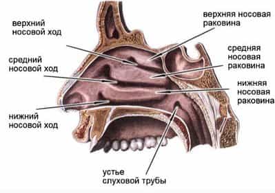 Насморк (аллергический и вазомоторный)