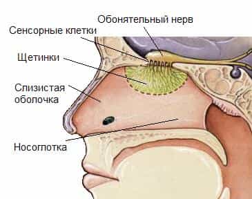 Обоняния расстройства это гипосмия и аносмия