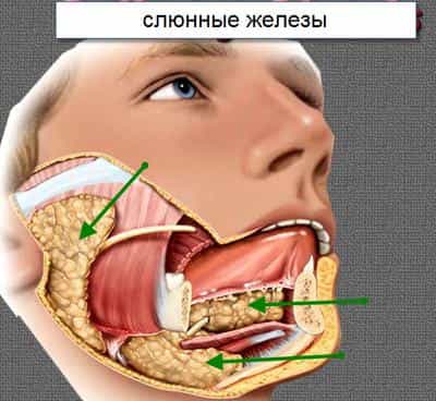 Слюнные железы