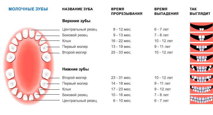 Прорезывание зубов