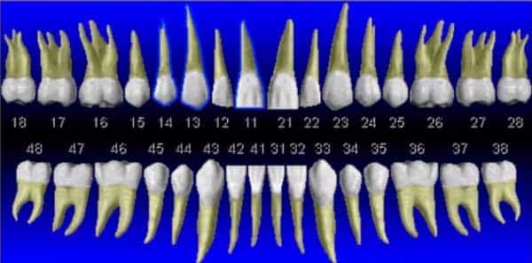 Кратко о стоматологии. Нумерация зубов