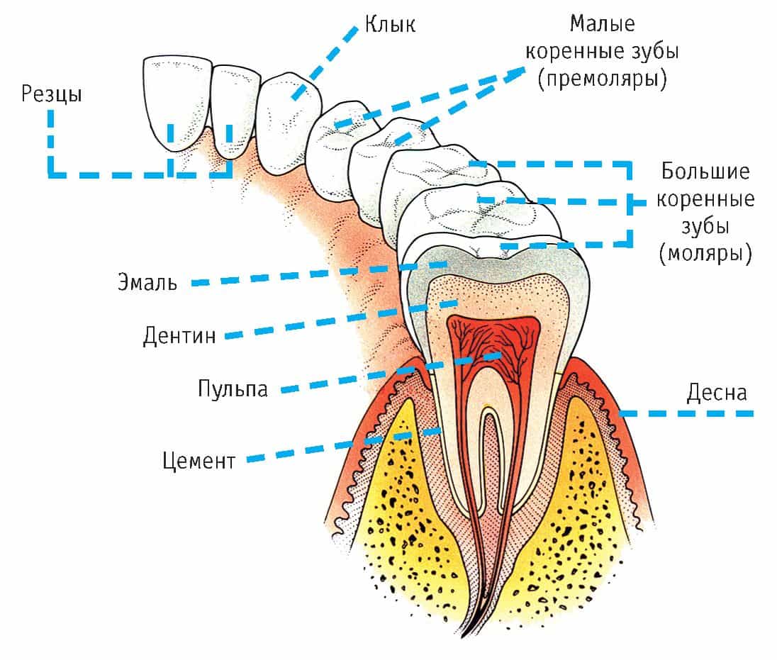 строение зубов