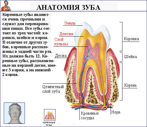 Анатомия зуба