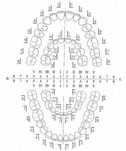 нумерация зубов