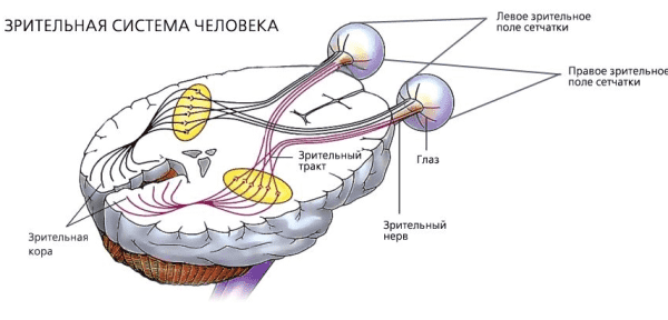 Атрофия зрительного нерва