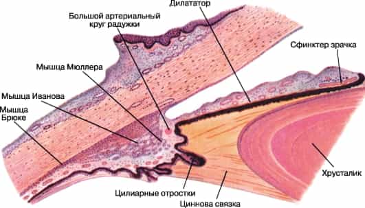 Воспаление радужной оболочки (ирит) и цилиарного тела (циклит)