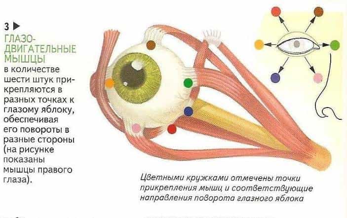 глазодвигательные мышцы