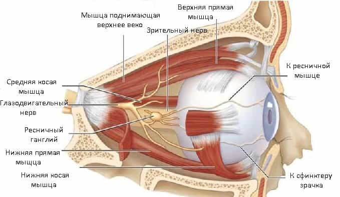 Анатомия мышц глаза
