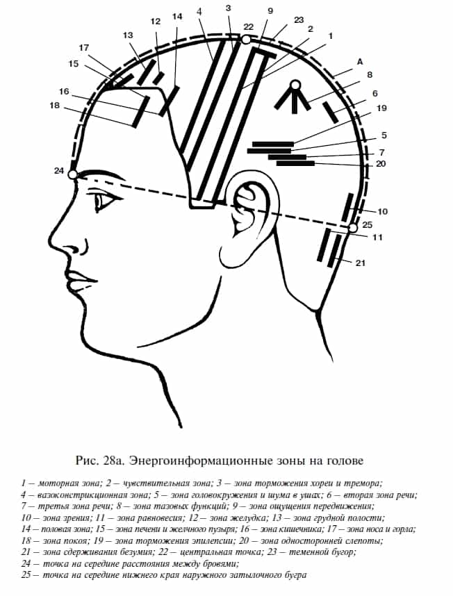 Энергоинформационные зоны на голове