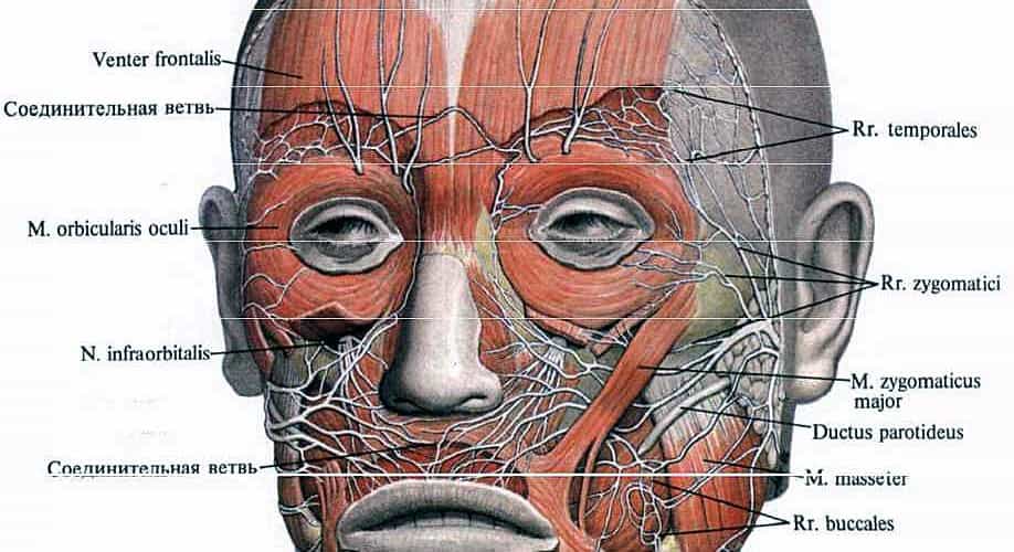 Лицевой и тройничный нервы