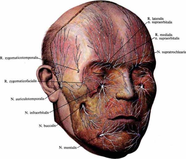 Анатомия лицевых нервов