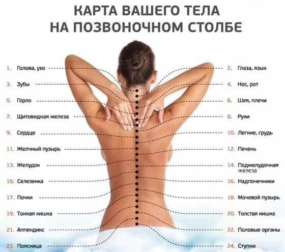 Связь позвоночника с внутренними органами