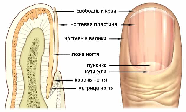 Анатомическое строение ногтей