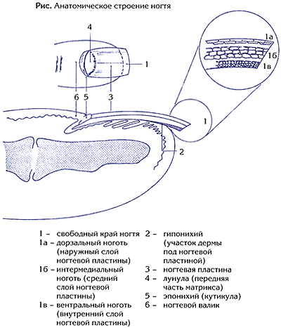 Анатомическое строение ногтя