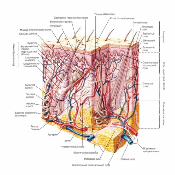 Анатомия кожи
