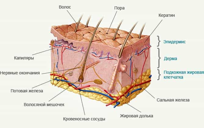 Анатомия кожи