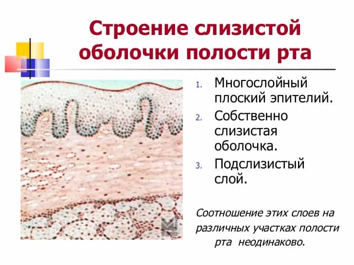 Строение слизистой оболочки полости рта