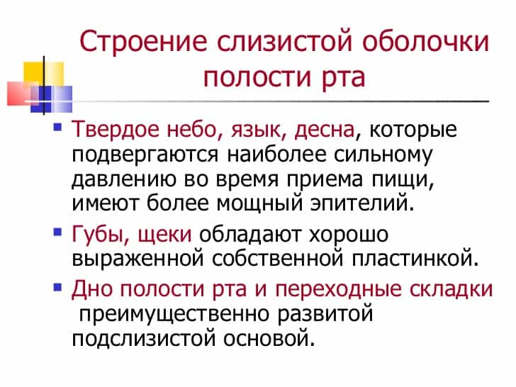 Строение слизистой оболочки полости рта