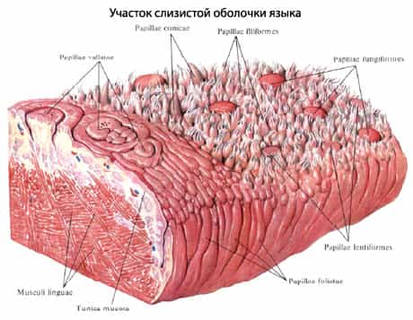 Участок слизистой оболочки языка