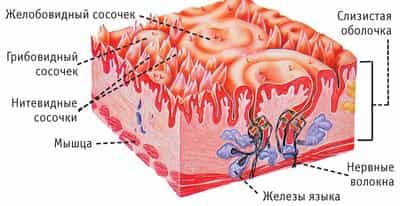 Участок слизистой оболочки языка