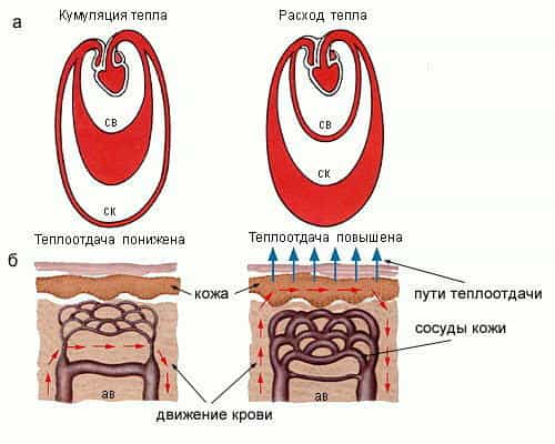 Степень теплоотдачи 