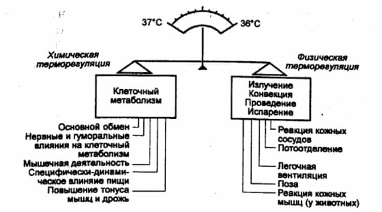  Терморегуляция организма