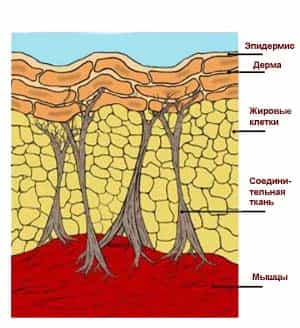 Кожа прикреплена соединительнотканными тяжами