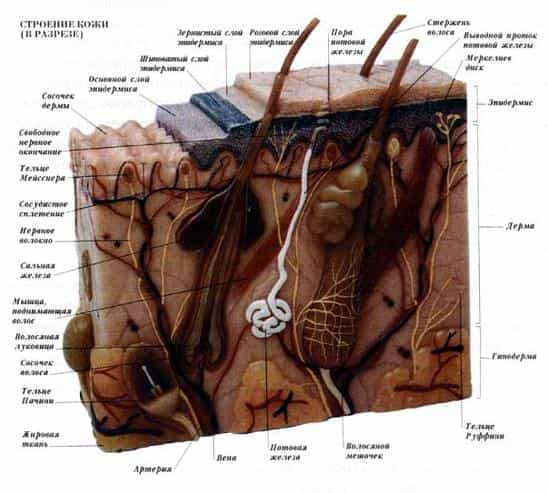 Анатомия кожи