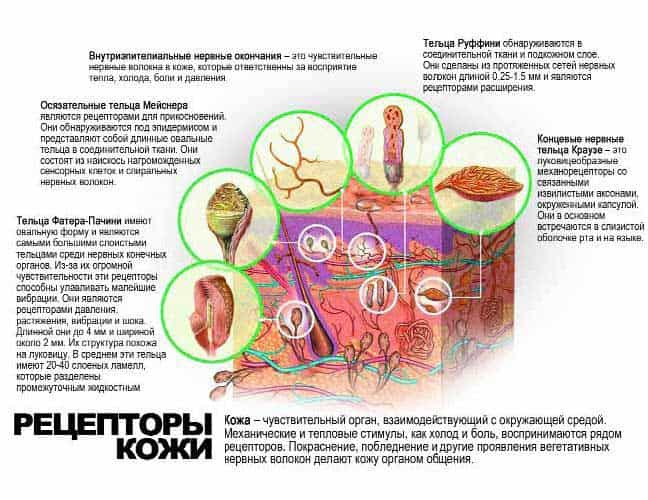 Физиология кожи. 