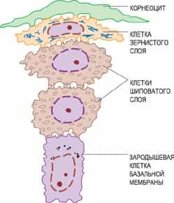 Анатомия кожи