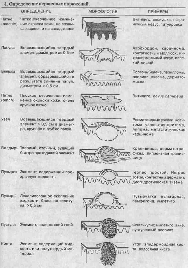 Первичные морфологические элементы