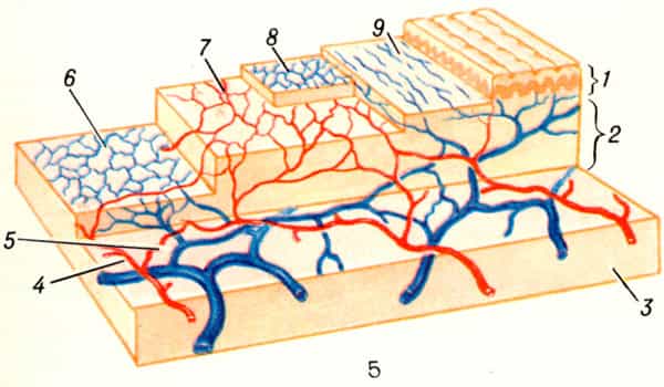 Кровеносные сосуды в каком слое кожи. Дерма гиподерма кровеносные сосуды кожи. Лимфатическая система кожи дерма. Кровеносные и лимфатические сосуды кожи. Схема кровоснабжения кожи.