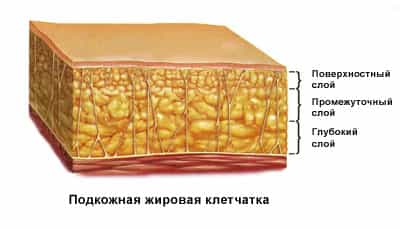 Слои жировой клетчатки