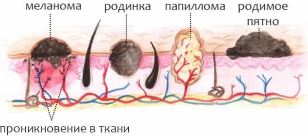 Проникновение в ткани папилом