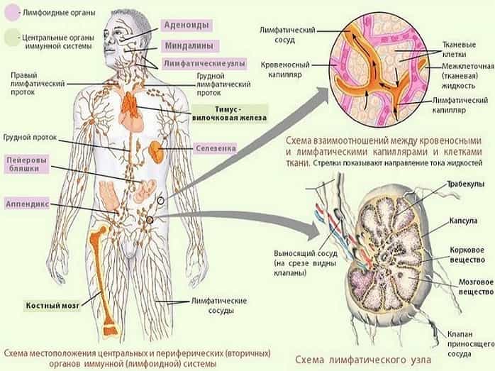 Лимфатическая система