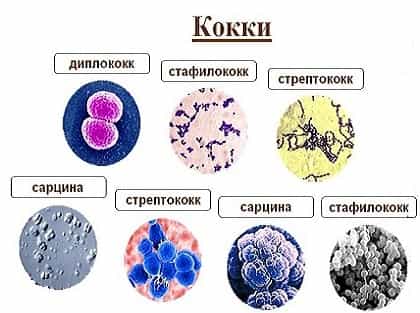 Стафилококки