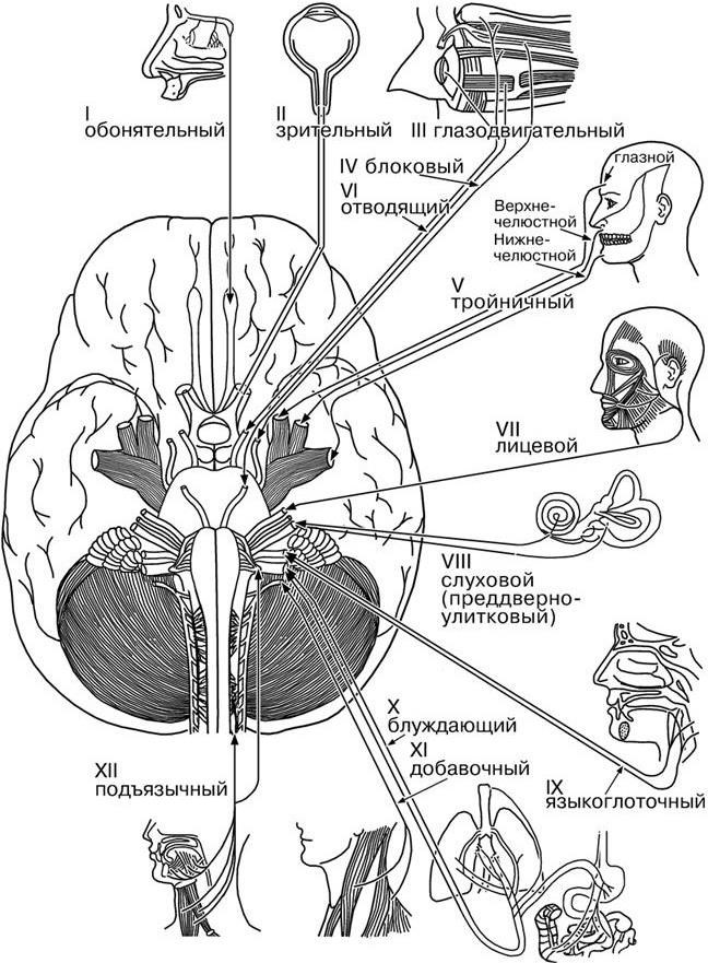 Строение черепных нервов. Схема 12 пар ЧМН. Иннервация 12 черепных нервов. 12 Пар черепных нервов схема. 12 Пар черепно мозговых нервов анатомия.