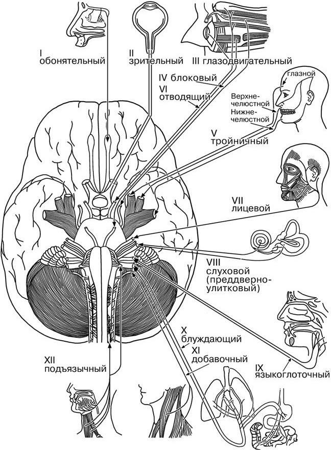 Черепные нервы волокна. Схема 12 пар ЧМН. Иннервация 12 черепных нервов. 12 Пар черепных нервов схема. 12 Пар черепно мозговых нервов анатомия.