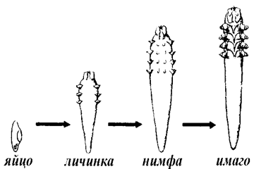 Этапы развития клеща