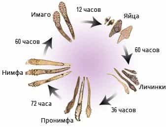 Почасовый этап развития клеща железницы