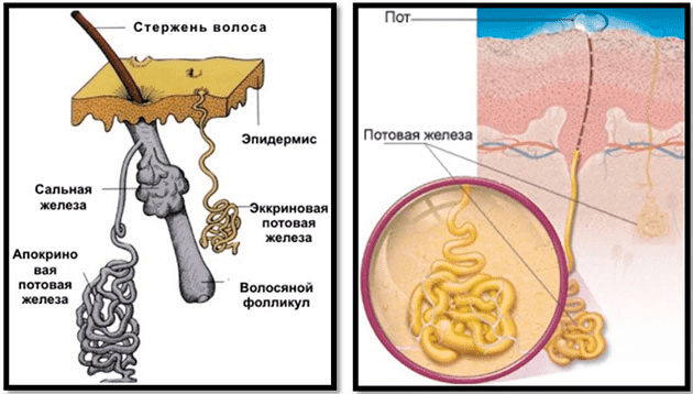 Заболевания потовых желез