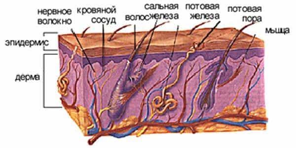 Схемы строения волоса с головы человека