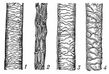 Кутикула волоса (схема)