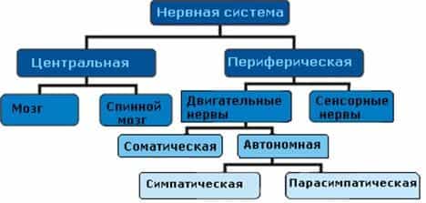 Строение нервной системы человека