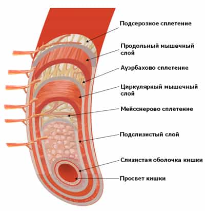 Строение 12-перстной кишки