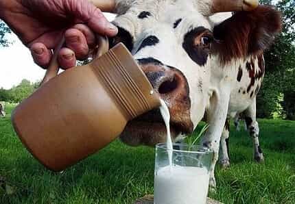 Аллергия к коровьему молоку